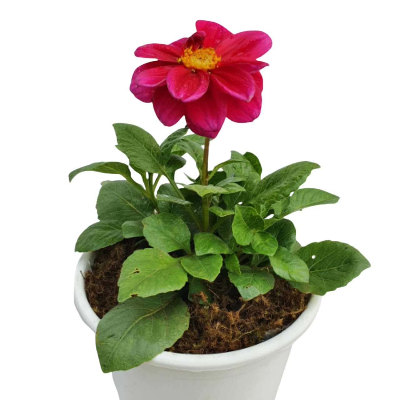 Miniature Dahlia Plant